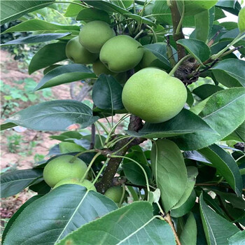 皇冠梨樹苗、皇冠梨樹苗價(jià)格報(bào)表