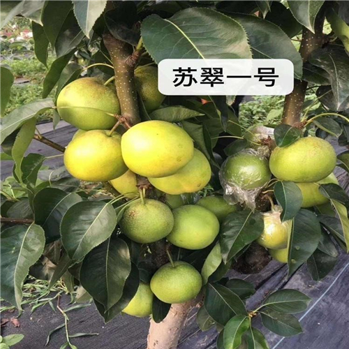 早紅考蜜斯梨樹苗、早紅考蜜斯梨樹苗參觀成品果園