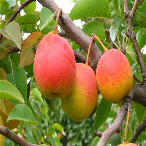 紅考蜜斯梨樹(shù)苗、紅考蜜斯梨樹(shù)苗畝產(chǎn)效益