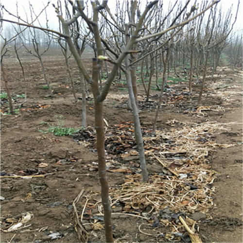 袖珍香梨苗、袖珍香梨苗總代理