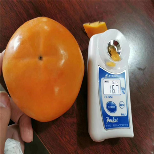 云秋柿子苗、帶土出售云秋柿子苗