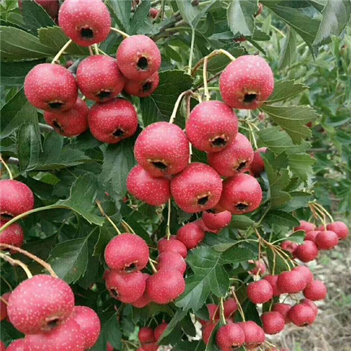 大棚种植山楂苗、山楂苗产量