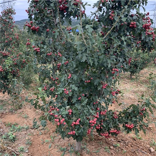 当年结果莱芜黑山楂苗、莱芜黑山楂苗产量