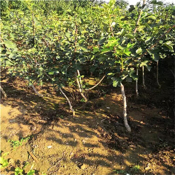 三年莱芜黑山楂苗、莱芜黑山楂苗市场