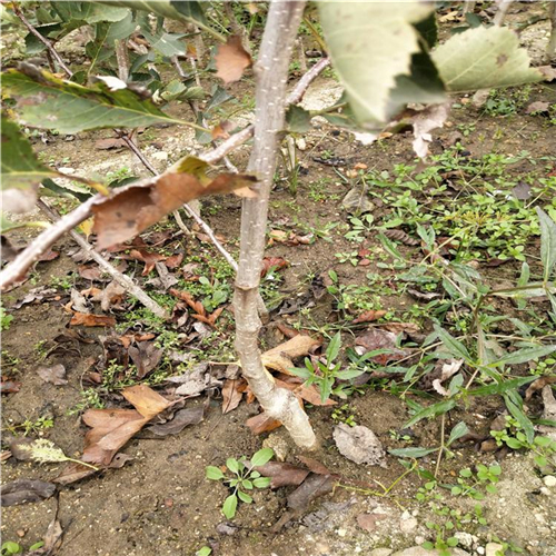 基地培育莱芜黑山楂苗、莱芜黑山楂苗价格