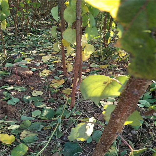 廣西購買荷蘭香蜜杏苗、大棚種植荷蘭香蜜杏苗