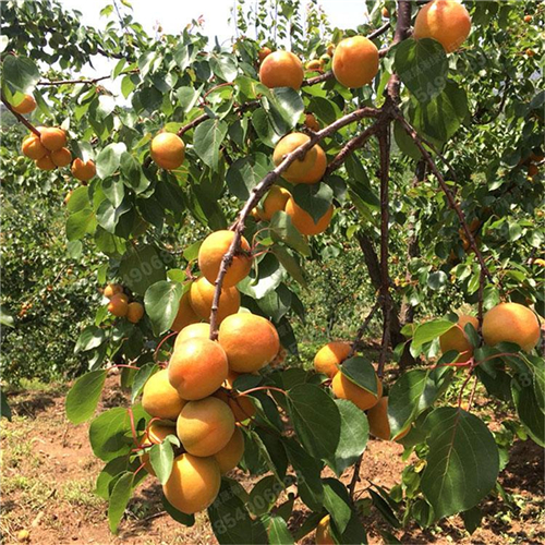 四川購買紅荷包杏樹苗、誠信可靠的紅荷包杏樹苗