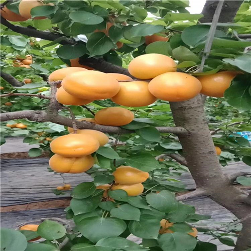 四川购买晚红杏树苗、管理晚红杏树苗
