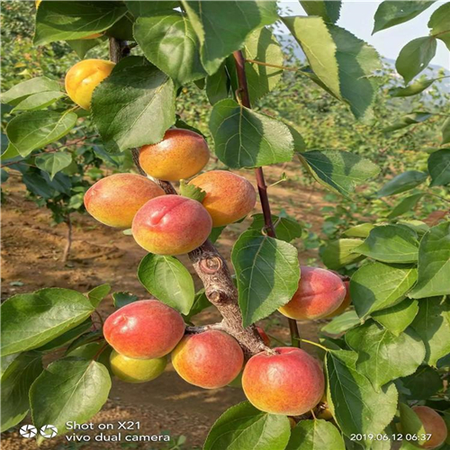西藏購(gòu)買(mǎi)新世紀(jì)杏樹(shù)苗、供應(yīng)新世紀(jì)杏樹(shù)苗