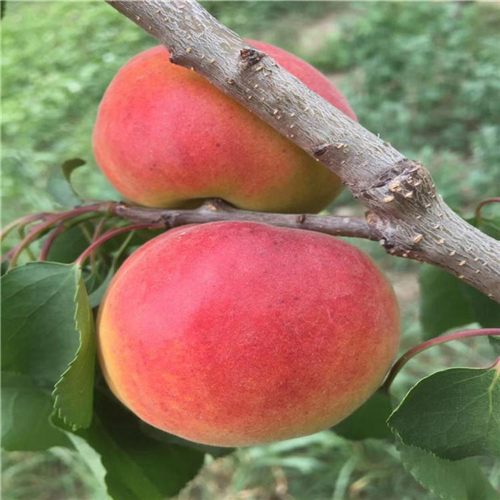 廣西購買紅荷包杏樹苗、誠信經(jīng)營紅荷包杏樹苗