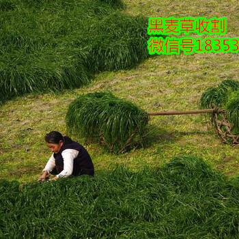 福建省光澤縣養(yǎng)驢種植什么牧草種子好哪里賣