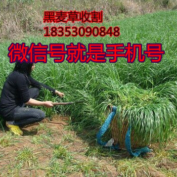 铜仁市养牛牧草种子销售厂家图片