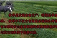 广东省奇可利牧草品种养猪养鹅牧草种子