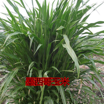 黑龙江省黑河市养羊适合种植什么牧草种子哪里卖