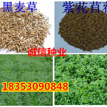重庆市万州多年生进口黑麦草种子哪里卖的便宜