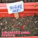 菏泽市单县哪里有卖护坡绿花草坪种子多少钱一斤