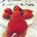 桃熏草莓苗价格红颜草莓苗几月份可以移栽图片4