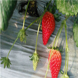桃熏草莓苗价格红颜草莓苗几月份可以移栽图片3