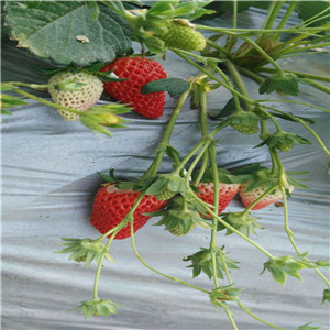 章姬草莓苗价格京藏香草莓苗几月份可以移栽