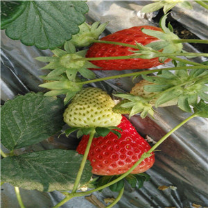 法兰地草莓苗厂家电话 四季草莓苗种植基地价格