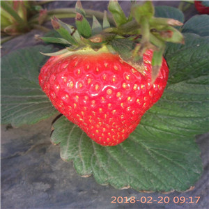 四季草莓苗价格甜查理草莓苗品种介绍
