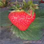 隋珠草莓苗价格妙七草莓苗繁育基地图片0