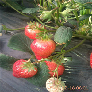 京藏香草莓苗价格甜查理草莓苗几月份结果