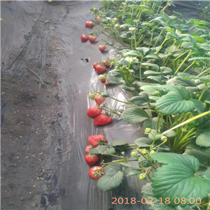 四季草莓苗价格章姬草莓苗品种介绍