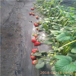 白雪公主草莓苗厂家电话达赛草莓苗种植基地价格图片5