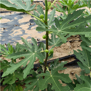 青皮無花果苗廠家-布蘭瑞克無花果苗基地出售