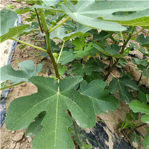布蘭瑞克無花果苗廠家電話-日紫無花果苗批發(fā)