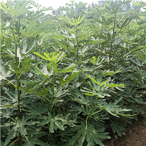 青皮無花果苗廠家-布蘭瑞克無花果苗基地出售