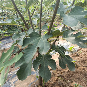 日紫無(wú)花果苗廠家電話-日紫無(wú)花果苗批發(fā)