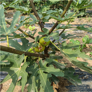 布蘭瑞克無花果苗廠家-青皮無花果苗基地出售