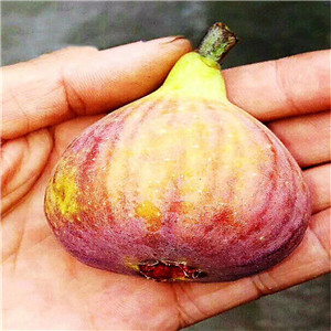 青皮無花果苗廠家-布蘭瑞克無花果苗基地出售