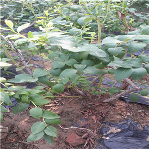 布里吉塔藍莓苗  錢德勒藍莓苗品種