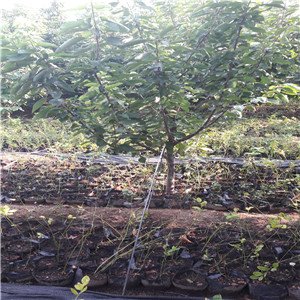 錢德勒藍莓苗  奧尼爾藍莓苗單價