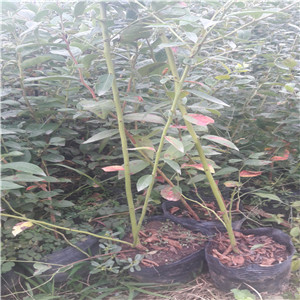 布里吉塔藍莓苗  錢德勒藍莓苗品種