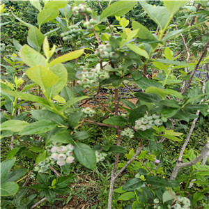 錢德勒藍莓苗  奧尼爾藍莓苗單價