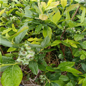 都克藍莓苗  薄霧藍莓苗單價
