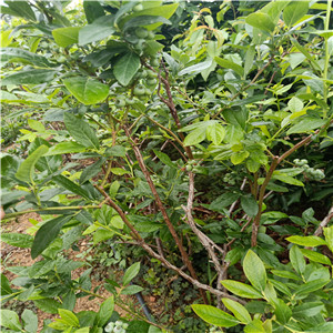 奧尼爾藍莓苗  都克藍莓苗品種介紹