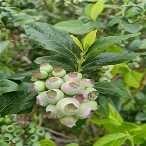 萊克西藍(lán)莓苗  布里吉塔藍(lán)莓苗帶土發(fā)貨