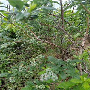 薄霧藍(lán)莓苗  錢德勒藍(lán)莓苗批發(fā)價(jià)格