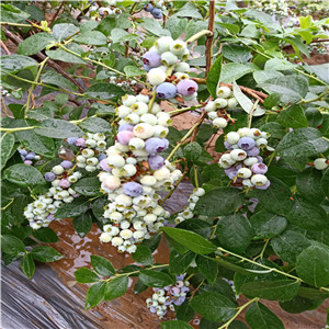 布里吉塔藍莓苗  錢德勒藍莓苗品種