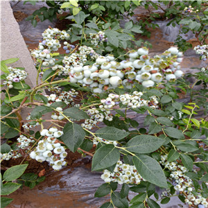 薄霧藍(lán)莓苗  薄霧藍(lán)莓苗幾月份可以移栽