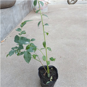 都克藍莓苗  薄霧藍莓苗單價