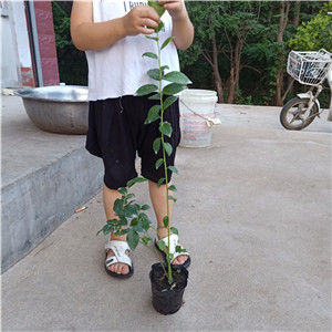 都克藍莓苗  薄霧藍莓苗單價