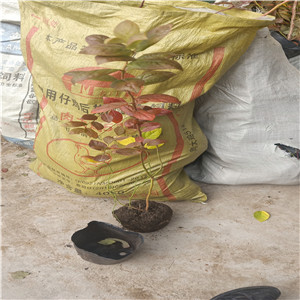 薄霧藍(lán)莓苗  錢德勒藍(lán)莓苗批發(fā)價(jià)格