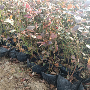 薄霧藍(lán)莓苗  薄霧藍(lán)莓苗幾月份可以移栽