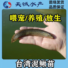 台湾泥鳅苗泥鳅鱼苗泥鳅苗养殖基地大量供应鱼鳅放生喂宠鱼